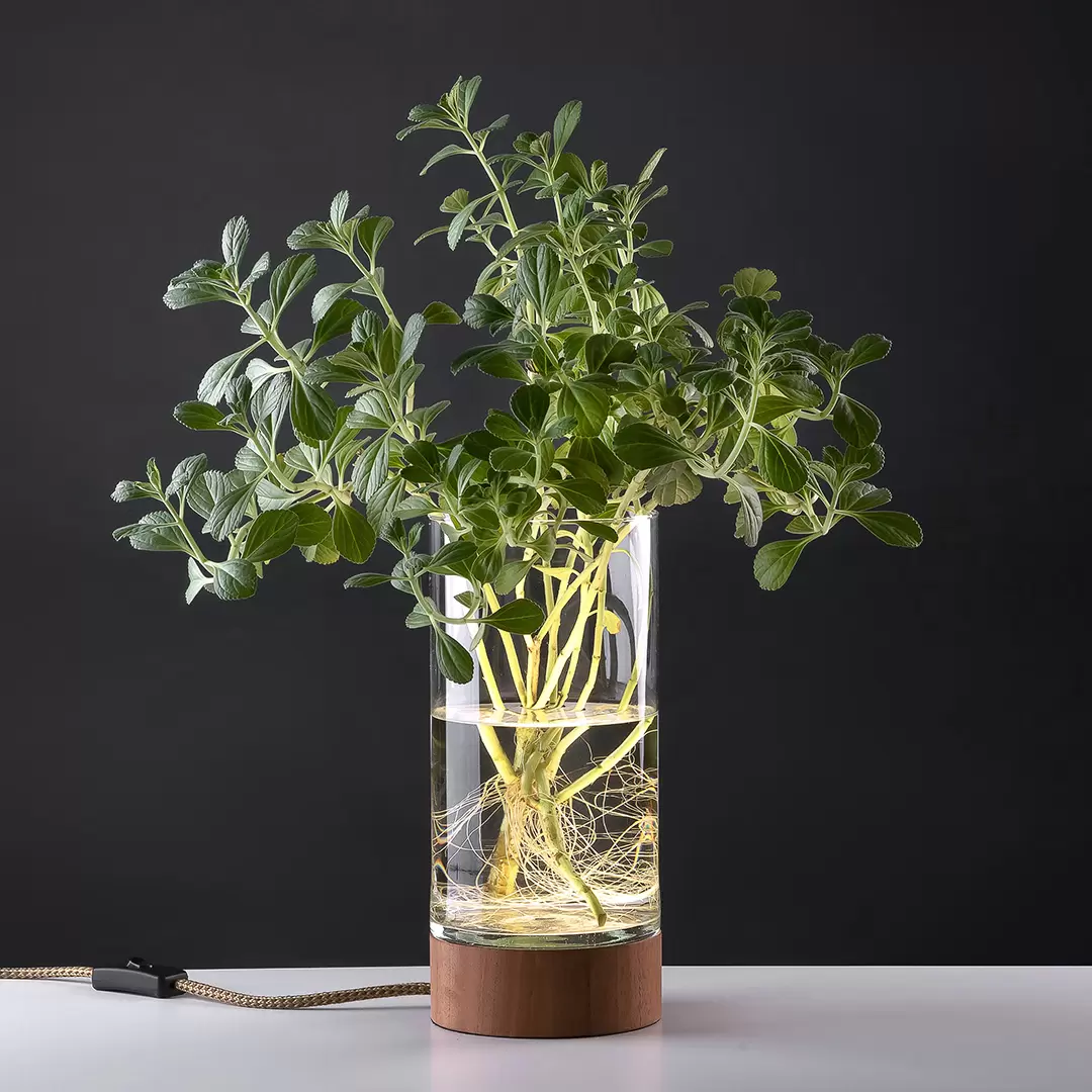 Lámpara de mesa Verne. Luminaria de estilo nórdico, fabricada en madera torneada de cedro natural y vidrio, con LED cálido integrado.
